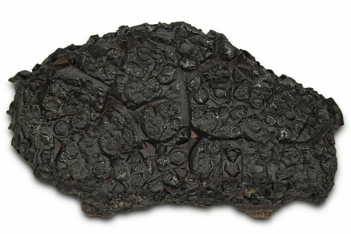 Dragon Scale Stone (Iron, Manganese, Siderite Nodule) #350195